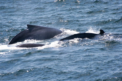 Gerringong Whale Watching Platform - Darwin Tourism 0