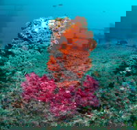 HMAS Brisbane Dive Site - Darwin Tourism