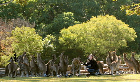 Lone Pine Koala Sanctuary - Darwin Tourism 0