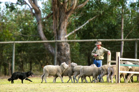 Lone Pine Koala Sanctuary - Darwin Tourism 2