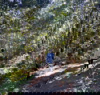 Lyrebird Circuit Walk - Darwin Tourism