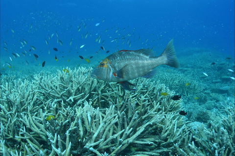 Pams Point - Darwin Tourism 1