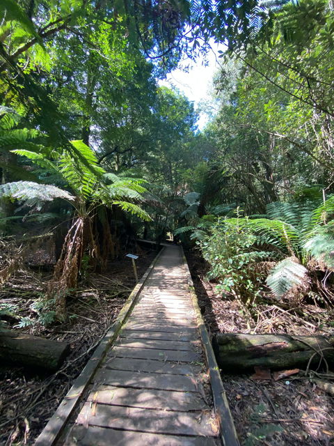 Wirrawilla Rainforest Walk - Darwin Tourism 0