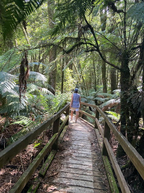 Wirrawilla Rainforest Walk - Darwin Tourism 2