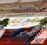 Bird Watching in Narrandera - Darwin Tourism
