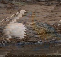 Bird watching at the Goan water hole - Darwin Tourism
