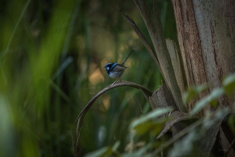 Bundian Way Story Trail - Darwin Tourism 1