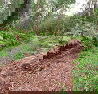Forest Walking Track Gibraltar Range National Park - Darwin Tourism