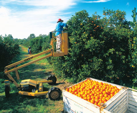 Gayndah's Big Orange - Darwin Tourism 0