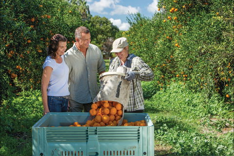 Gayndah's Big Orange - Darwin Tourism 1