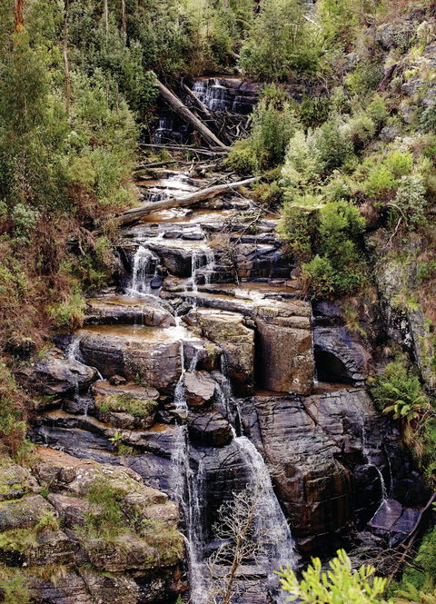 Kinglake National Park - Darwin Tourism 1