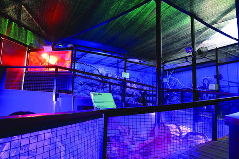 Kuranda Koala Gardens - Darwin Tourism 2