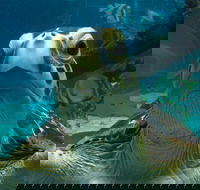 Reef HQ Aquarium - Darwin Tourism