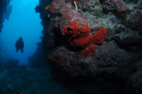 Stepping Stones Dive Site - Darwin Tourism 0