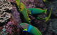 Sunshine Reef - thumb 0