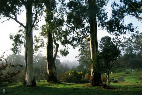 Tasmanian Arboretum Inc. - The - Darwin Tourism 1