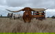 Texas Longhorn Tours - thumb 0