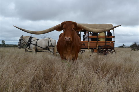 Texas Longhorn Tours - Darwin Tourism 0
