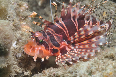 The Seaway Dive Site - Darwin Tourism 0