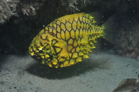 The Seaway Dive Site - Darwin Tourism 2