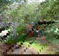 TreeTop Challenge - Darwin Tourism