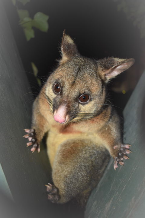 Umpherston Possum Tours - Darwin Tourism 1