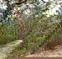 Yango Walking Track - Darwin Tourism