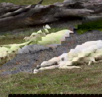 Yarra Valley Nocturnal Zoo - Darwin Tourism