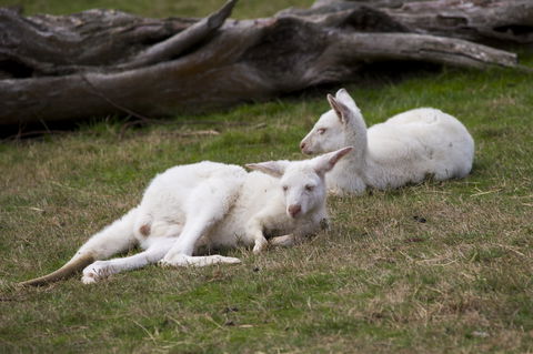 Yarra Valley Nocturnal Zoo - Darwin Tourism 0