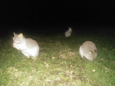 Yarra Valley Nocturnal Zoo - Darwin Tourism 2