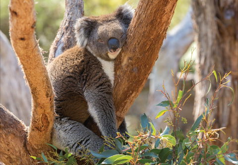 Cleland Wildlife Park - Darwin Tourism 0