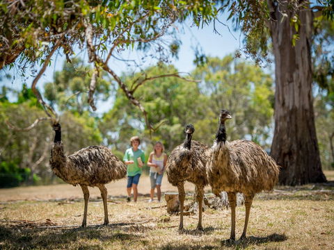 Cleland Wildlife Park - Darwin Tourism 2