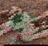 Coorow Wreath Flowers - Darwin Tourism