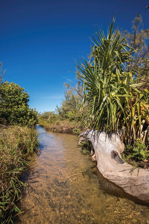 Freshwater Creek Track, Byfield National Park - Darwin Tourism 2