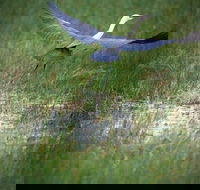 Germein Reserve - Darwin Tourism