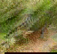 Grass Tree Circuit - Darwin Tourism