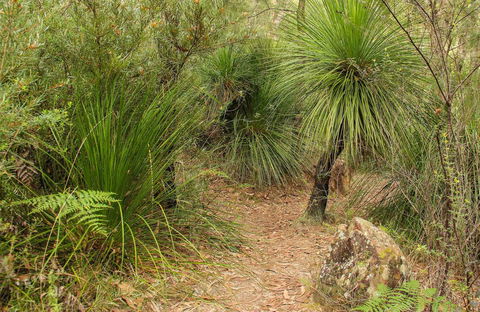 Grass Tree Circuit - Darwin Tourism 0