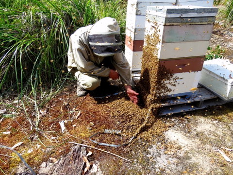 Honey Tasmania - The Beehive - Darwin Tourism 0