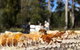 Honey Tasmania - The Beehive - thumb 1