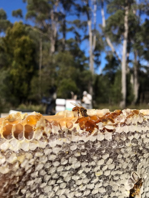 Honey Tasmania - The Beehive - Darwin Tourism 1