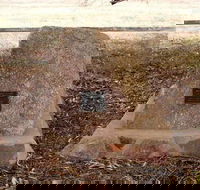 May Gibbs Tree - Darwin Tourism