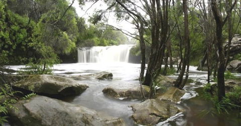 Nellies Glen Carrington Falls - Darwin Tourism 0