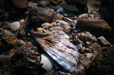 Point Cook Marine Sanctuary - Darwin Tourism 1