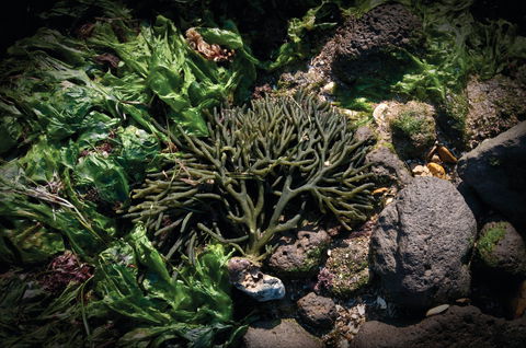 Point Cook Marine Sanctuary - Darwin Tourism 2