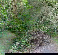 Rainforest Walking Track Roberston Nature Reserve - Darwin Tourism