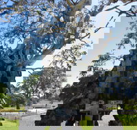 The Herbig Family Tree - Darwin Tourism