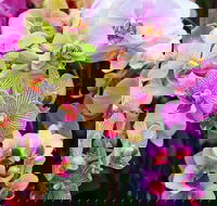 Tinonee Orchid Nursery - Darwin Tourism