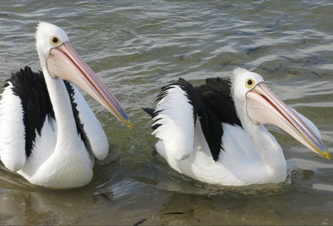 Chinaman Wells - Darwin Tourism 0