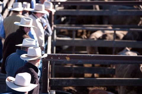 Dalby - Darwin Tourism 0