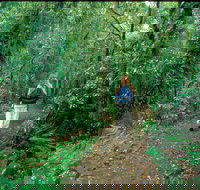 Mount Cougal Springbrook National Park - Darwin Tourism